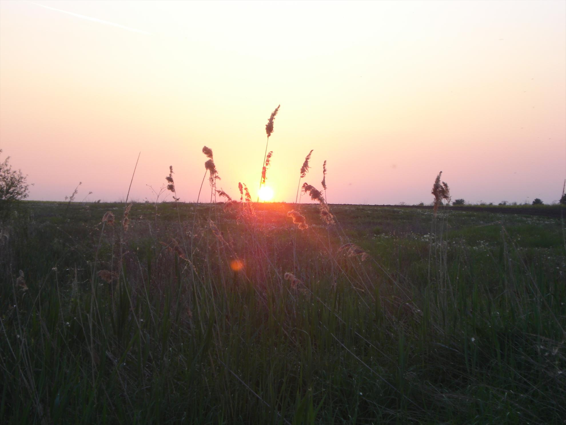 Hobaia - dsc08796---copy.JPG